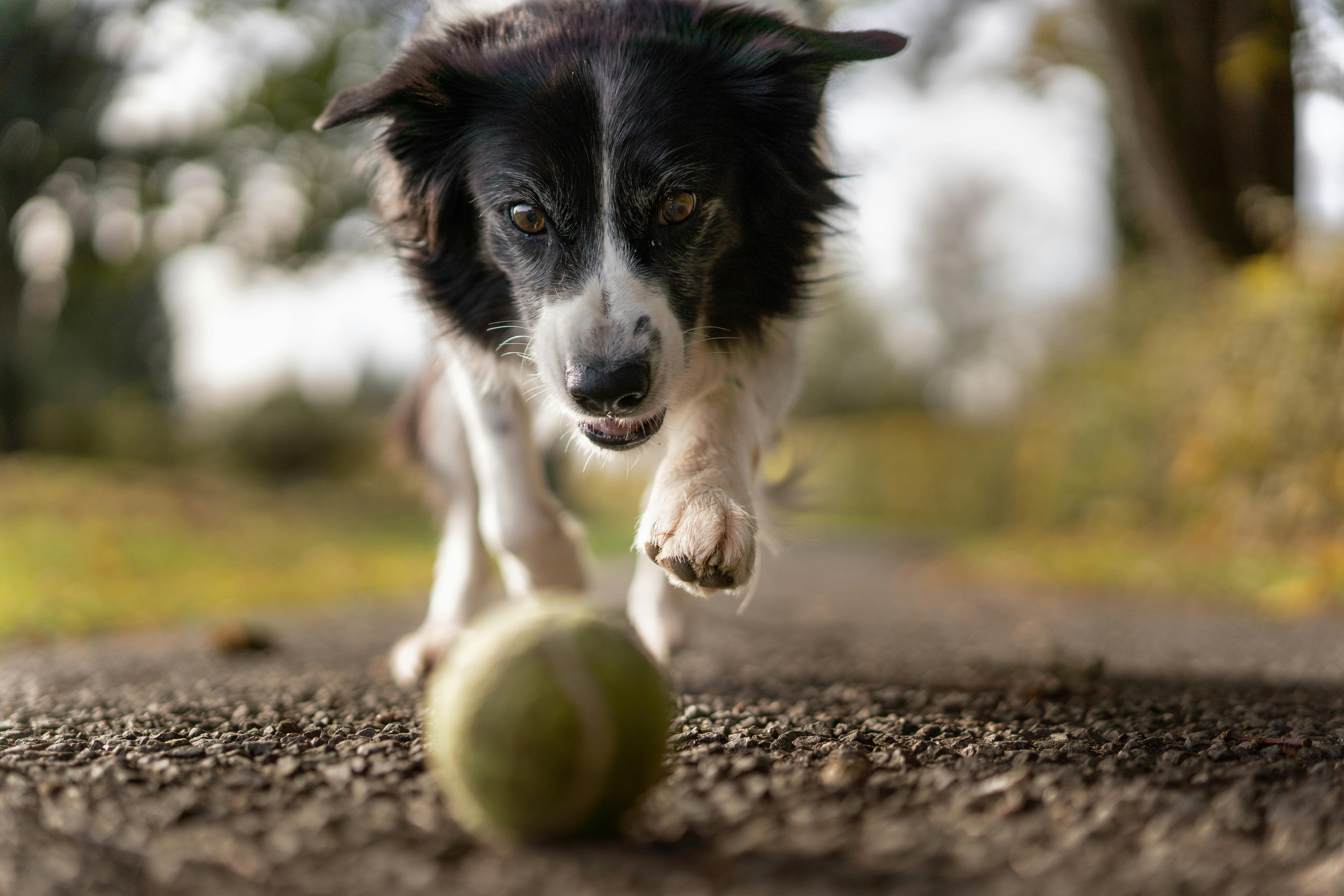 Dog chasing a tenis ball 