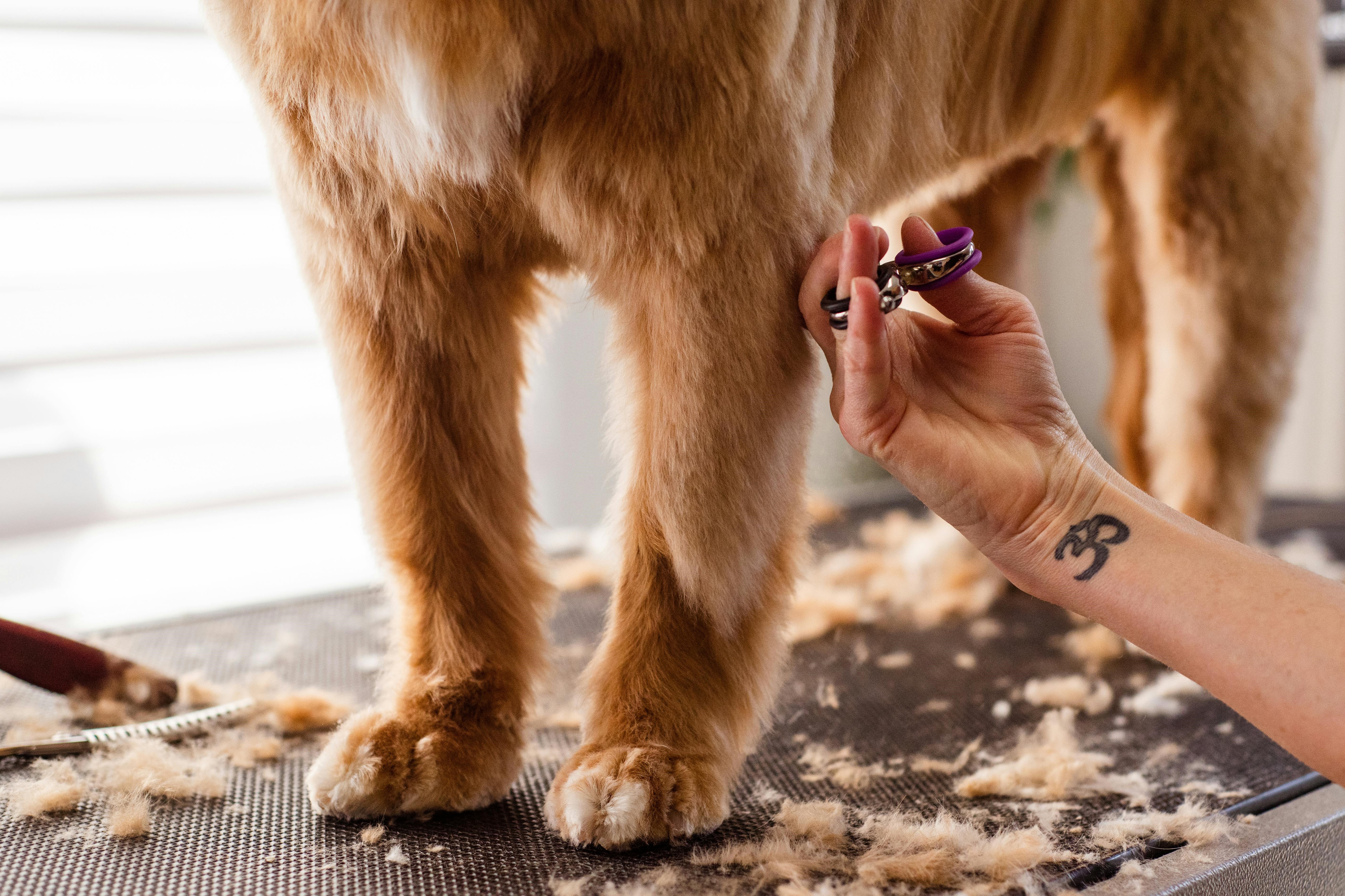 Dog getting a hair cut