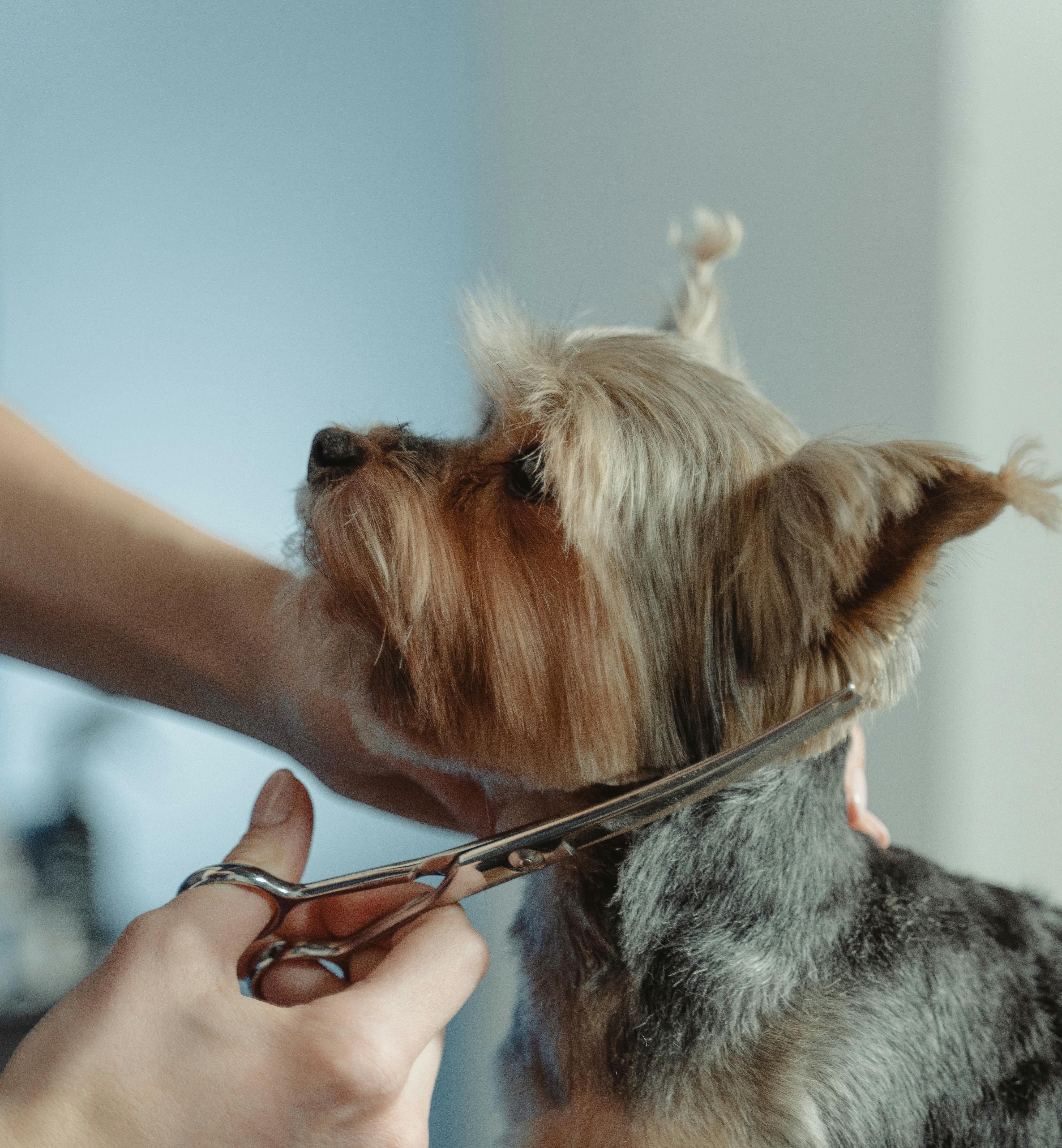 Large dog getting sprayed by groomer
