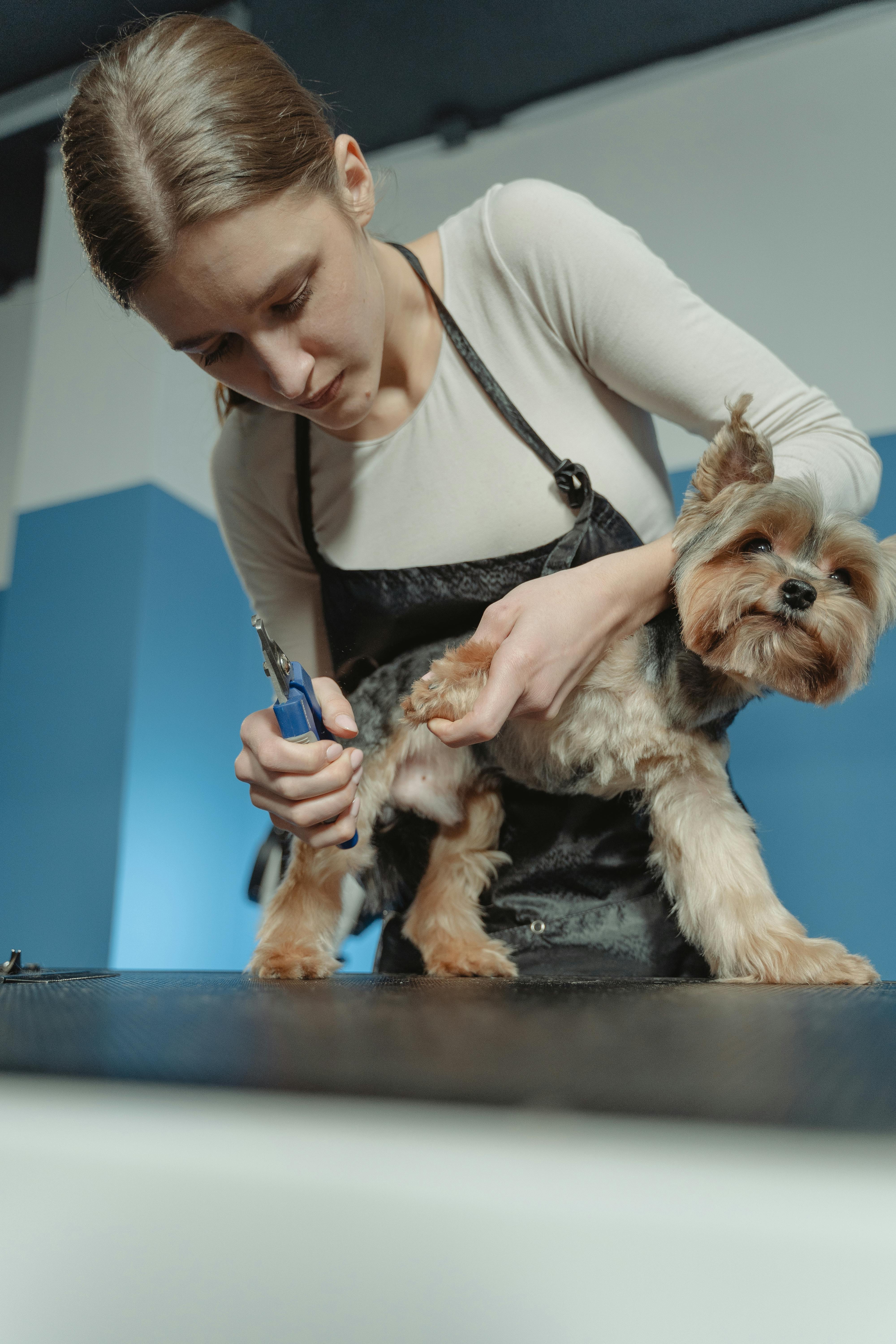 Small dog getting nails cut