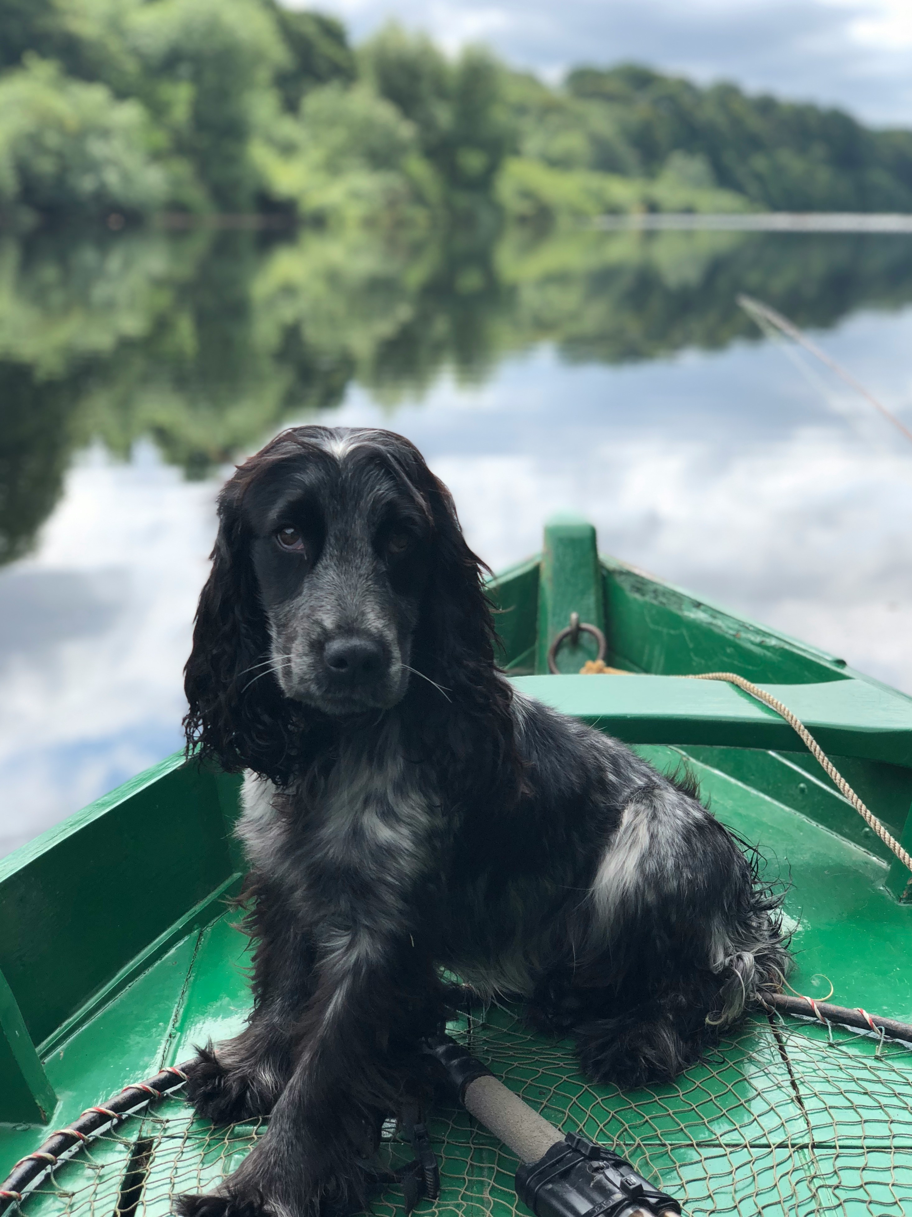 Dog on small boat