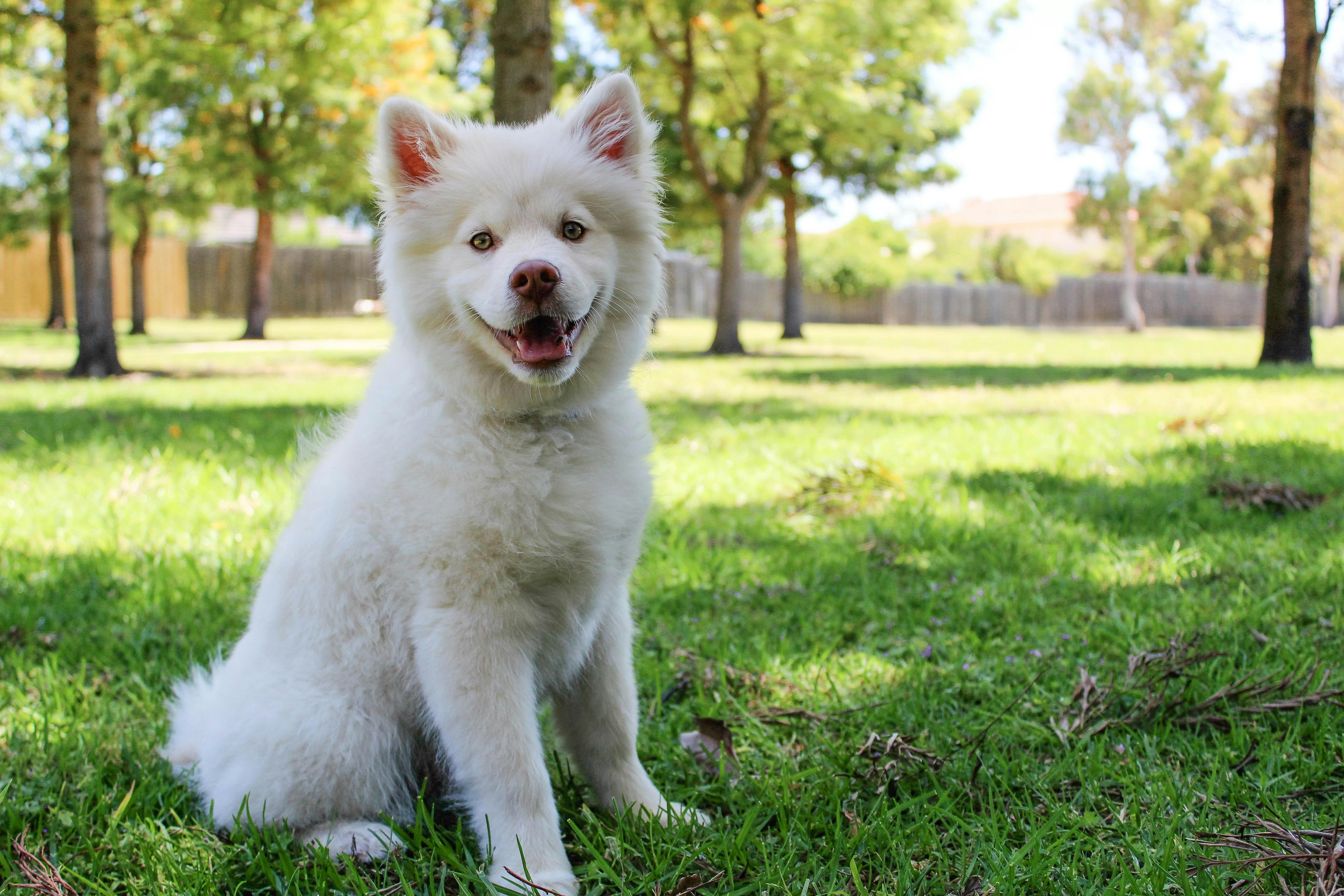 Small white dog sitting outside