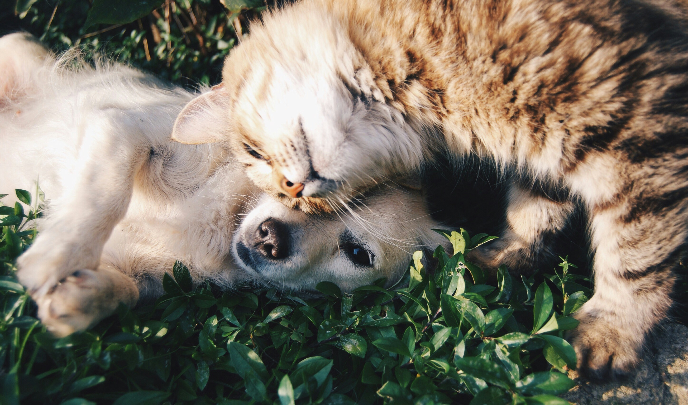 Dog and cat lying down together