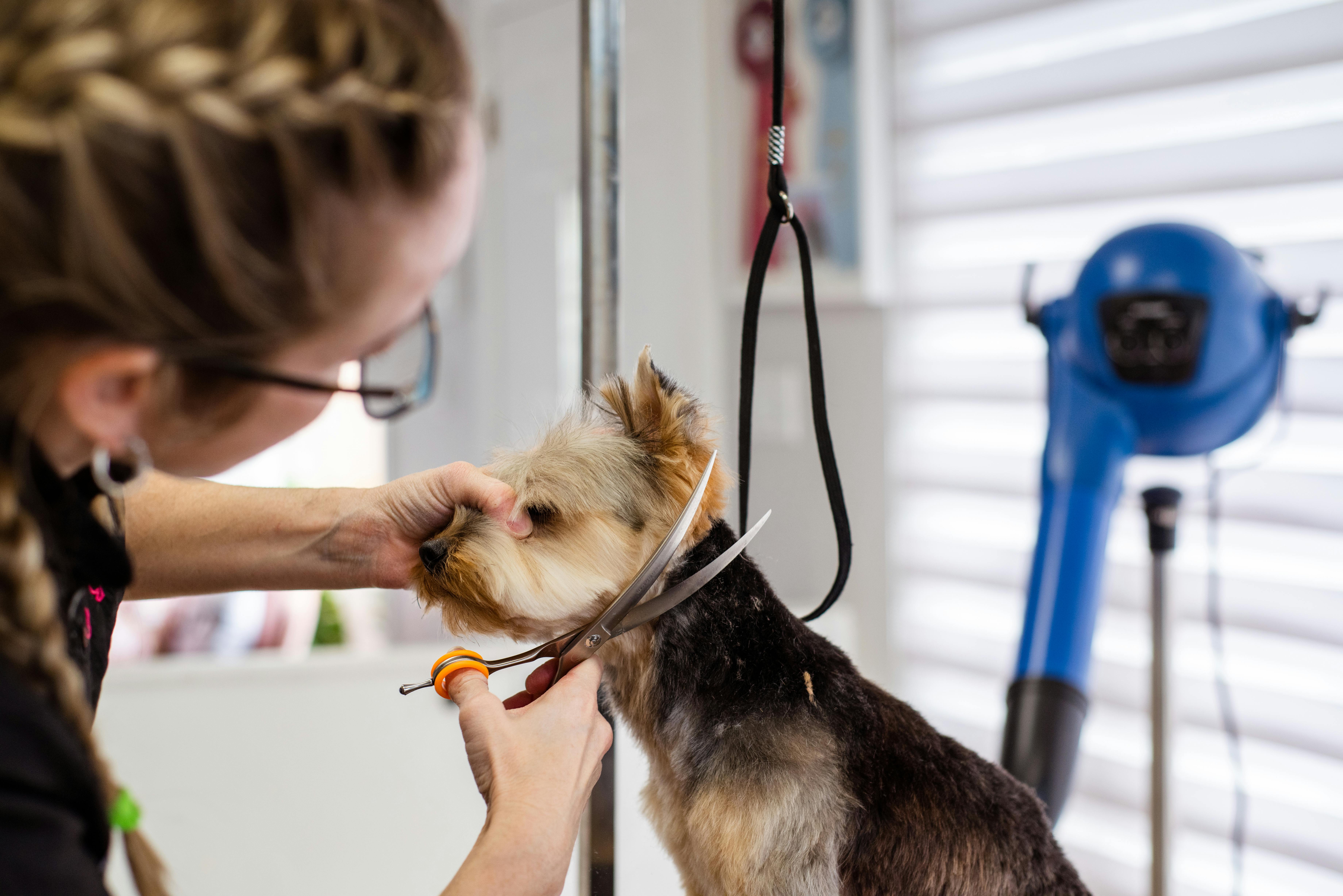 Dog getting hair trimmed